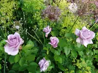 DSCF0097_1_1.webp