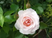 DSCF0098_2_1.webp