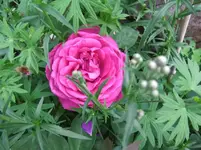 DSCF0103_7_1.webp