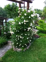 DSCF0104_8_1.webp