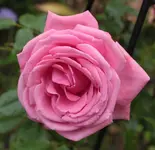 Coral Dawn.webp