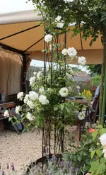 Rosenbogen.webp