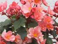 016.webp