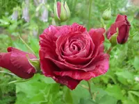 CIMG6601.webp