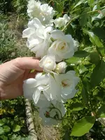 CIMG6568.webp