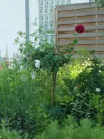 CIMG6359.webp