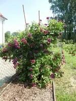 CIMG6572.webp