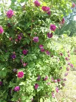 CIMG6573.webp