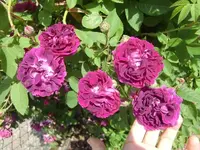 CIMG6574.webp