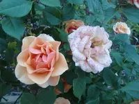 CIMG6593.webp