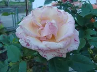 CIMG6594.webp