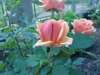 CIMG6591.webp