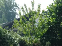 DSC00994.webp