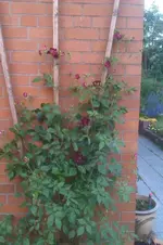 IMG-20130619-WA0014.webp