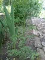 Foto1041.webp