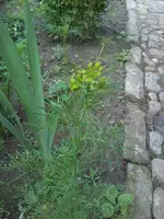 Foto1042.webp