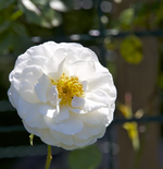 IMG_1900.webp