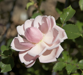 IMG_1918.webp
