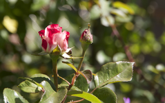 IMG_1916.webp