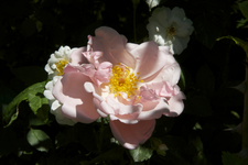 IMG_1964.webp