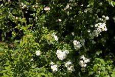IMG_1966.webp
