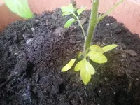 20130620_123356.webp