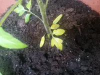 20130620_123339.webp