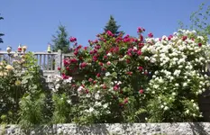 IMG_1927.webp