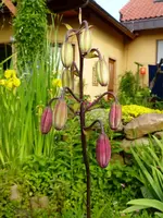 unbekannte Lilie.webp