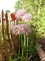 Kugellauch (3).webp