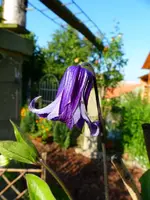 Staudenclemi.webp