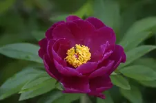 _DSC1884.webp