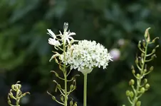 _DSC1891.webp