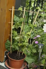 _DSC1734.webp