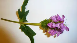 Blume1.webp