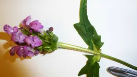 Blume2.webp