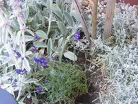 Lavendel2 20.6.2013.webp