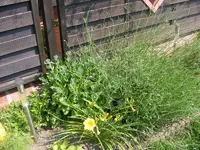 Lavendel 20.6.2013.webp