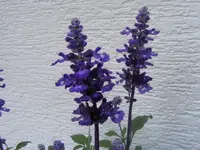 Salbei 20.6.2013.webp