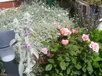 Rose unbekannt 18.6.2013.webp