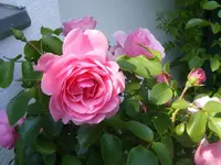 Blüte Leonardo 20.6.2013.webp