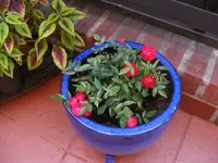 Muttertagsrose 20.6.2013.webp