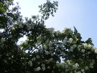 Bauernjasmin 20.6.2013.webp