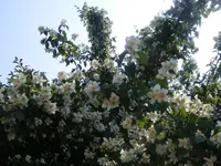 Bauernjasmin2 20.6.2013.webp