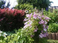 Clematis 20.6.2013.webp