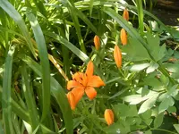 Gartenlilien 20.6.2013.webp