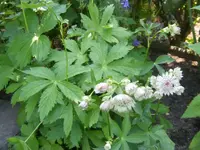 terndolde 20.6.2013.webp