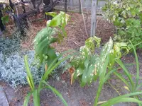 Lilien 20.6.2013.webp