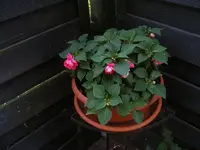 Gefüllt.Lieschen 20.6.2013.webp