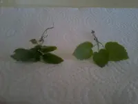 Foto1047.webp